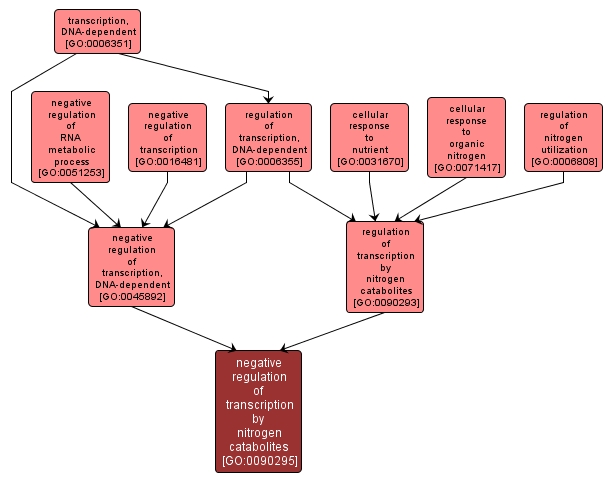 GO:0090295 - negative regulation of transcription by nitrogen catabolites (interactive image map)