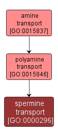 GO:0000296 - spermine transport (interactive image map)