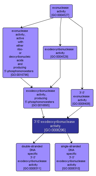 GO:0008296 - 3'-5'-exodeoxyribonuclease activity (interactive image map)