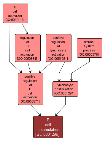 GO:0031296 - B cell costimulation (interactive image map)