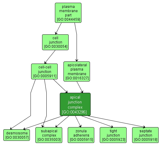 GO:0043296 - apical junction complex (interactive image map)