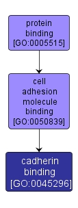 GO:0045296 - cadherin binding (interactive image map)