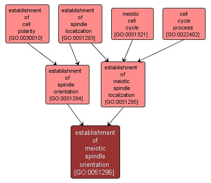 GO:0051296 - establishment of meiotic spindle orientation (interactive image map)