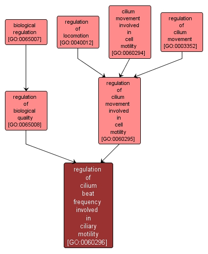 GO:0060296 - regulation of cilium beat frequency involved in ciliary motility (interactive image map)