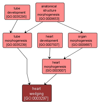 GO:0003297 - heart wedging (interactive image map)