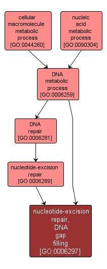 GO:0006297 - nucleotide-excision repair, DNA gap filling (interactive image map)