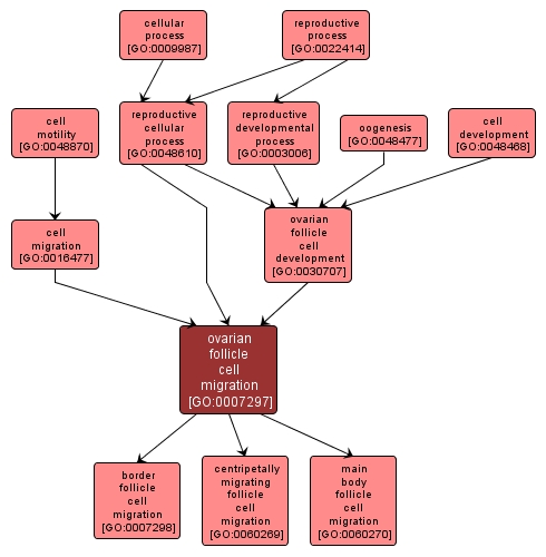 GO:0007297 - ovarian follicle cell migration (interactive image map)