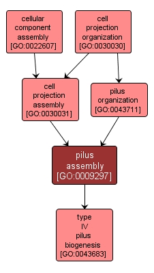 GO:0009297 - pilus assembly (interactive image map)