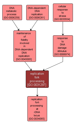 GO:0031297 - replication fork processing (interactive image map)