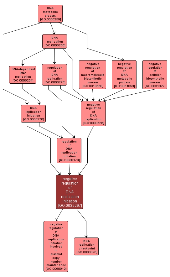 GO:0032297 - negative regulation of DNA replication initiation (interactive image map)