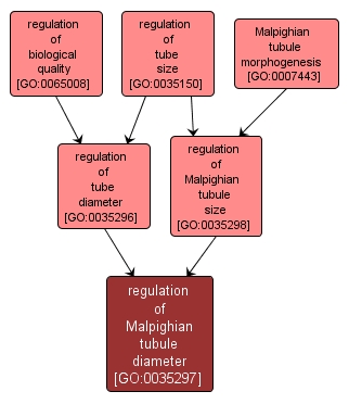 GO:0035297 - regulation of Malpighian tubule diameter (interactive image map)