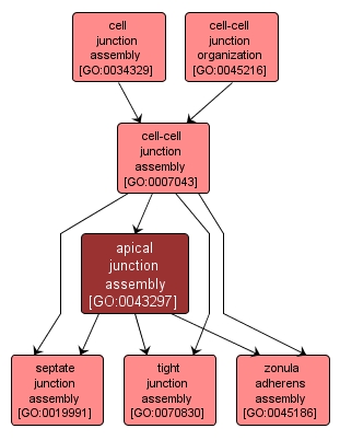 GO:0043297 - apical junction assembly (interactive image map)