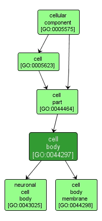 GO:0044297 - cell body (interactive image map)