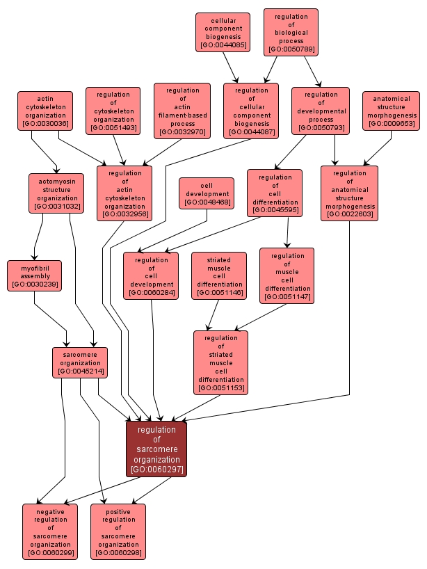 GO:0060297 - regulation of sarcomere organization (interactive image map)