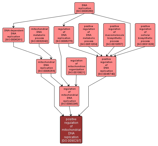 GO:0090297 - positive regulation of mitochondrial DNA replication (interactive image map)