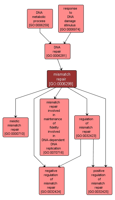 GO:0006298 - mismatch repair (interactive image map)