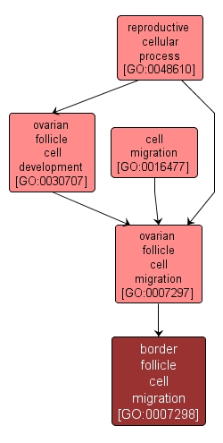 GO:0007298 - border follicle cell migration (interactive image map)