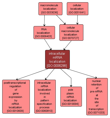 GO:0008298 - intracellular mRNA localization (interactive image map)