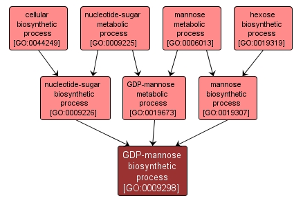 GO:0009298 - GDP-mannose biosynthetic process (interactive image map)