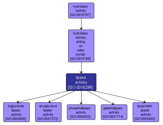 GO:0016298 - lipase activity (interactive image map)