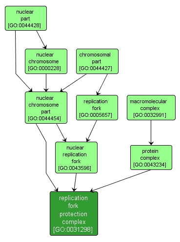 GO:0031298 - replication fork protection complex (interactive image map)