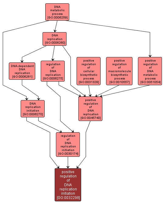 GO:0032298 - positive regulation of DNA replication initiation (interactive image map)