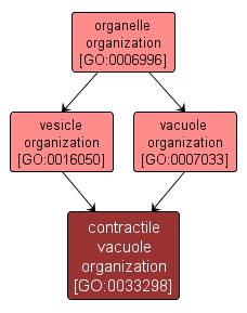 GO:0033298 - contractile vacuole organization (interactive image map)
