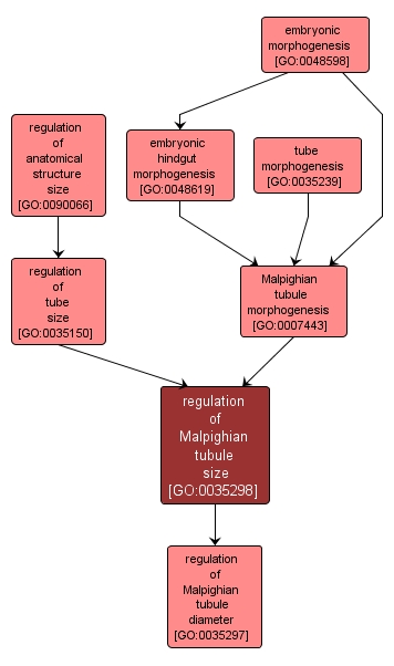 GO:0035298 - regulation of Malpighian tubule size (interactive image map)