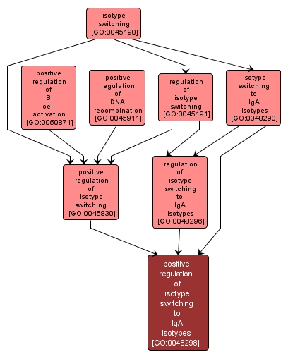 GO:0048298 - positive regulation of isotype switching to IgA isotypes (interactive image map)