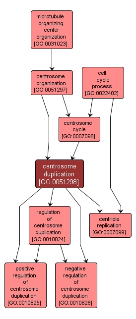 GO:0051298 - centrosome duplication (interactive image map)