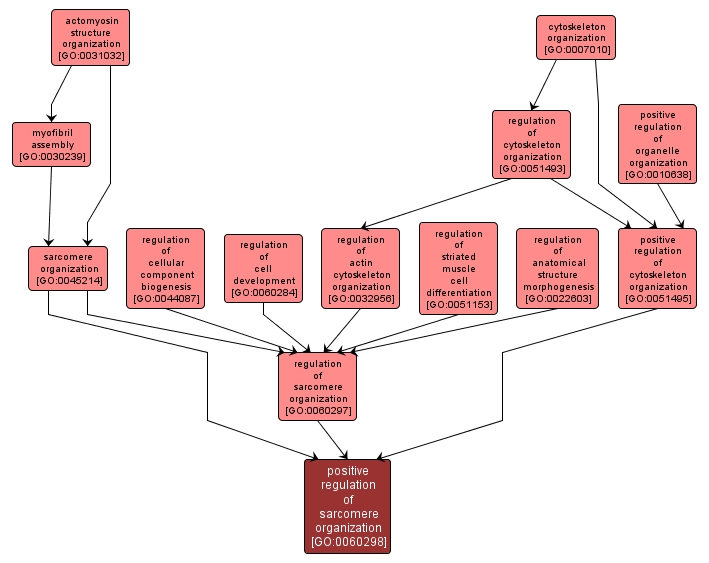 GO:0060298 - positive regulation of sarcomere organization (interactive image map)