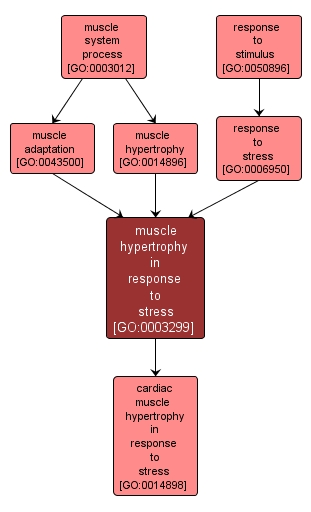 GO:0003299 - muscle hypertrophy in response to stress (interactive image map)