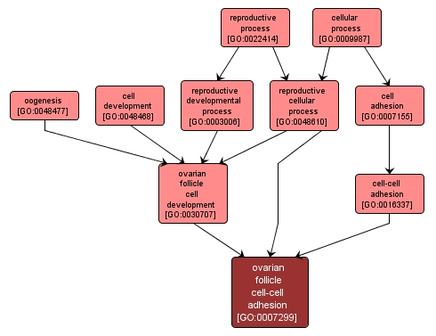 GO:0007299 - ovarian follicle cell-cell adhesion (interactive image map)