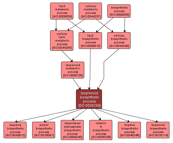 GO:0008299 - isoprenoid biosynthetic process (interactive image map)