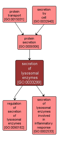 GO:0033299 - secretion of lysosomal enzymes (interactive image map)