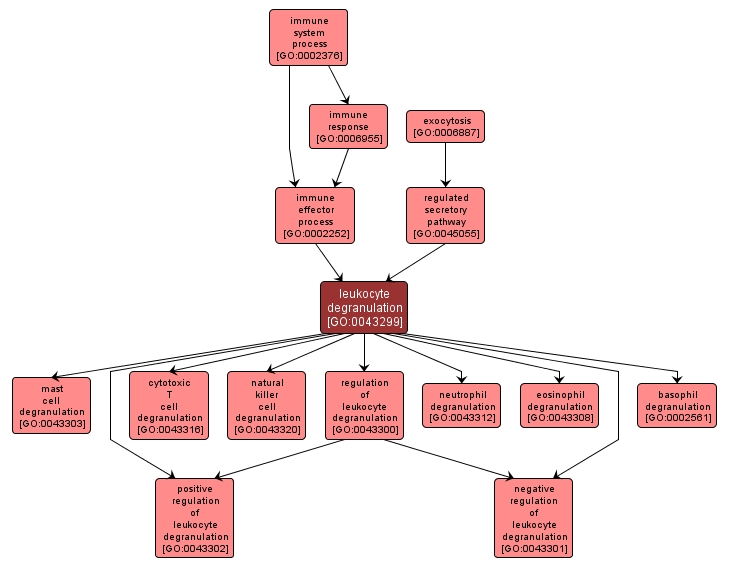 GO:0043299 - leukocyte degranulation (interactive image map)