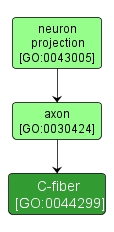 GO:0044299 - C-fiber (interactive image map)