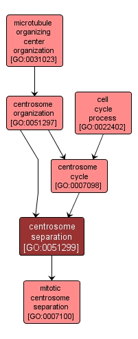 GO:0051299 - centrosome separation (interactive image map)