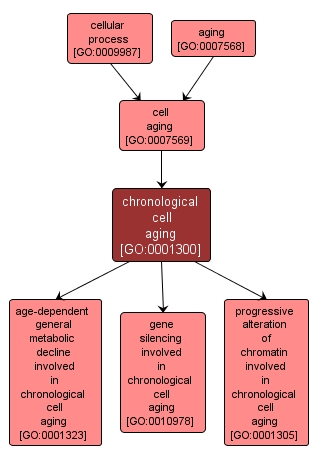 GO:0001300 - chronological cell aging (interactive image map)