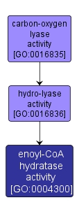 GO:0004300 - enoyl-CoA hydratase activity (interactive image map)