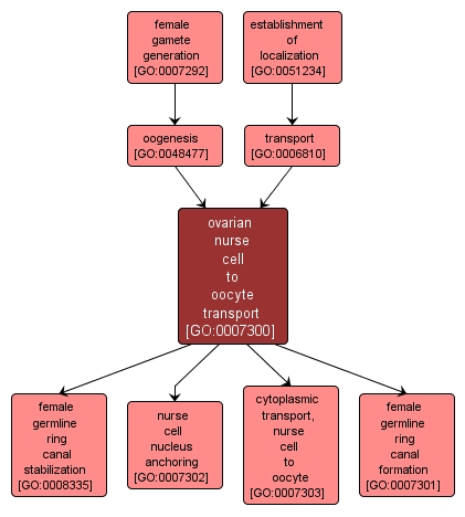 GO:0007300 - ovarian nurse cell to oocyte transport (interactive image map)