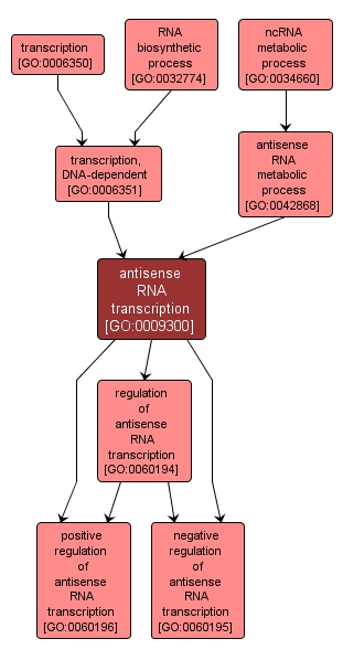 GO:0009300 - antisense RNA transcription (interactive image map)