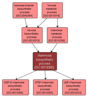 GO:0019300 - rhamnose biosynthetic process (interactive image map)