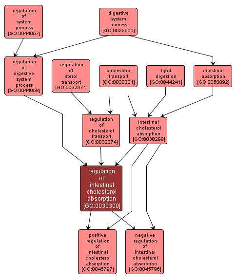 GO:0030300 - regulation of intestinal cholesterol absorption (interactive image map)