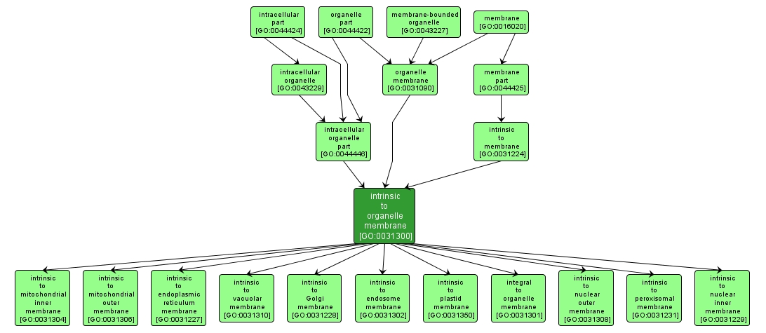 GO:0031300 - intrinsic to organelle membrane (interactive image map)