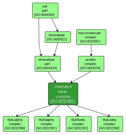 GO:0032300 - mismatch repair complex (interactive image map)