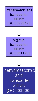 GO:0033300 - dehydroascorbic acid transporter activity (interactive image map)