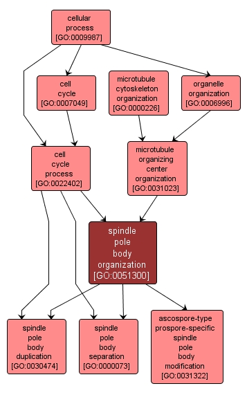 GO:0051300 - spindle pole body organization (interactive image map)