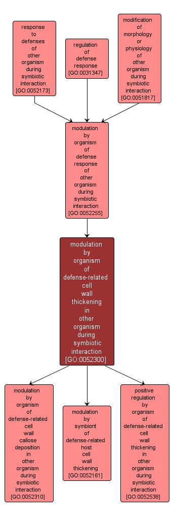 GO:0052300 - modulation by organism of defense-related cell wall thickening in other organism during symbiotic interaction (interactive image map)