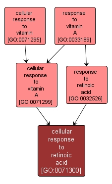 GO:0071300 - cellular response to retinoic acid (interactive image map)